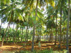 Kerala 2