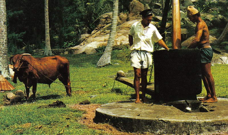 tradycyjna produkcja oleju kokosowego 